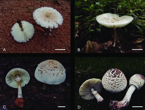 Basidiocarps Of Representative Species Of Chlorophyllum A