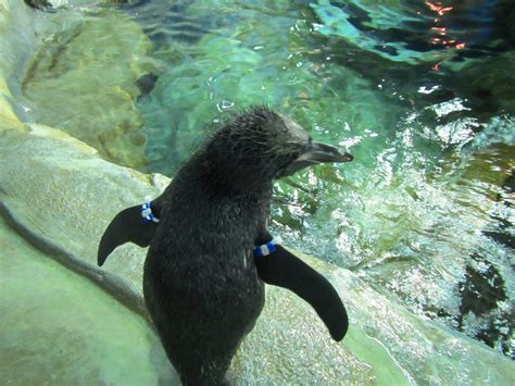 Tennessee Aquarium Blog Macaroni Penguin Chick 2 Starts Swimming