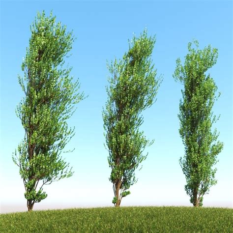 Chopping down a poplar incurs a food cost.). 3d model of poplar trees - mgh3d