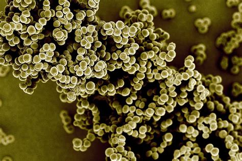 Mrsa Superbugs Resistance To Antibiotics Is Broken New Scientist