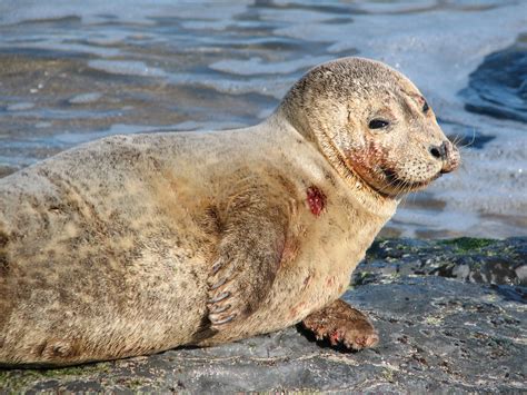 100 Dead Seals In New England Are Cause For Concern In Nj This Winter