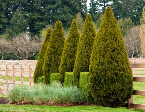 Spartan Juniper Best Trees For Privacy Fast Growing Evergreens