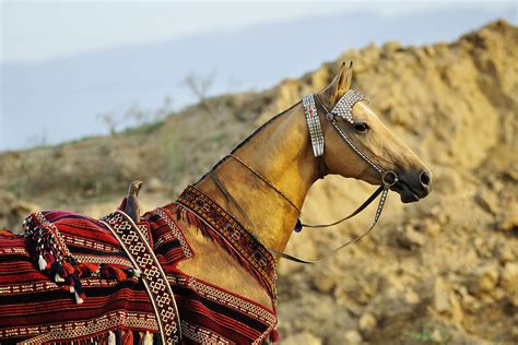 Akhal Teke Horse Breed Native