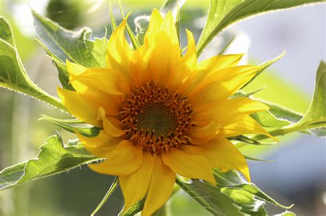 Wenn ein feld anfängt zu blühen, müsste man ein paar testvölker an das feld stellen, noch besser wäre eins auf eine waage. Meine "Balkon-Sonnenblumen" blühen.. - Vöcklabruck