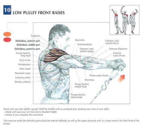 The shoulder muscles include skeletal muscles that are attached to the head of the humerus which performs various direct and indirect functions of at the fixed end of the humerus, the pectoralis major muscle pulls the shoulder girdle in the ventral direction. Low Cable (Pulley) Front Raise muscles hit. (With images) | Shoulder workout, Workout chart ...