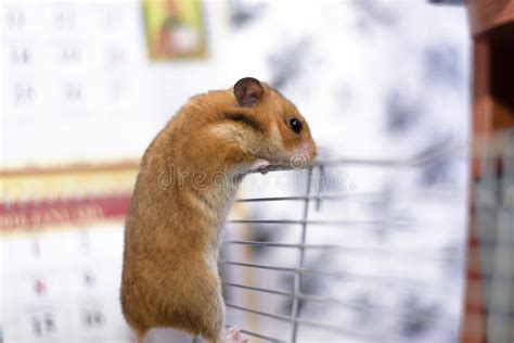 Funny Syrian Hamster Gets Out Of Its Cage Stock Image Image Of Black