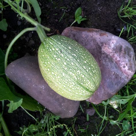 Firstly, there must be enough sunlight to guarantee their growth. Plot #59 Update: July 2016 - Notes from the Allotment