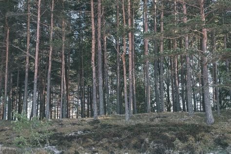 Naked Pine Tree Forest Before Winter Vintage Retro Look Stock Image