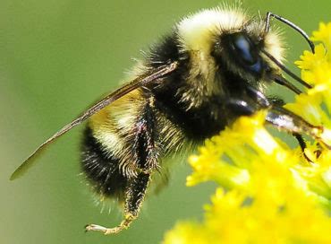 Bumble has changed the way people date, find friends, and the perception of meeting online, for the better. Yellow-banded Bumble Bee | Georgian Bay Biosphere Reserve