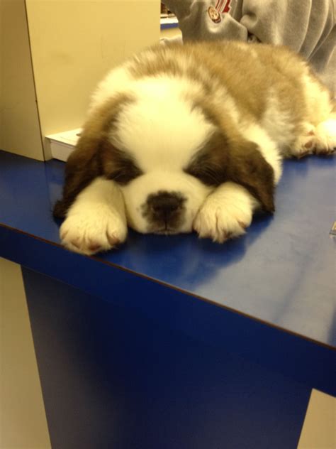 Sleepy Puppy ️ Cute Dogs And Puppies Little Puppies St Bernard Puppy