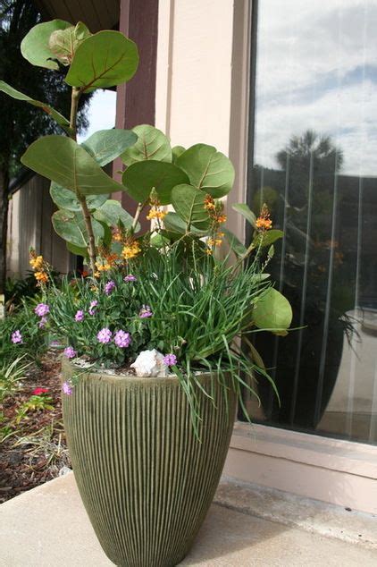 Maybe you would like to learn more about one of these? Dependable Groundcovers for Florida | Drought resistant ...