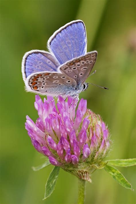 Common Blue Butterfly Photograph By Science Photo Library Fine Art