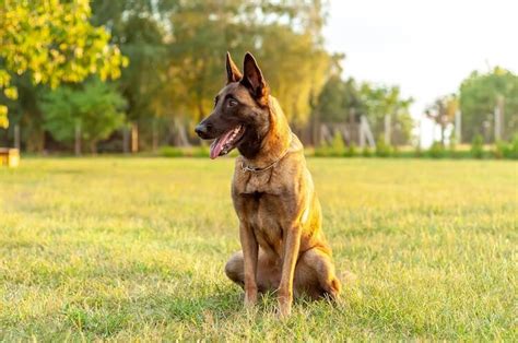 7 Best Guard Dogs Most Protective Dogs For Families Marvelous Dogs