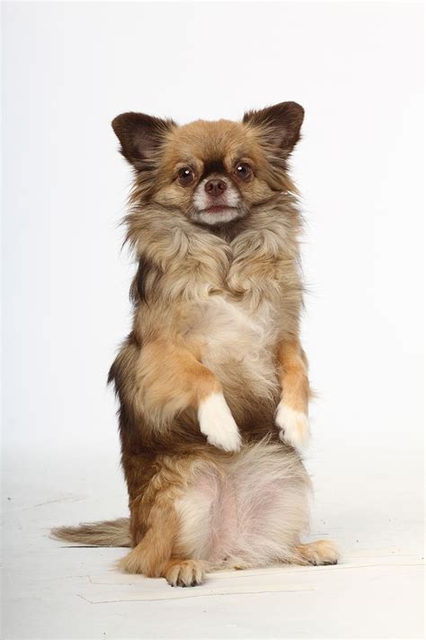 92 best Chihuahua Long Haired images on Pinterest ...