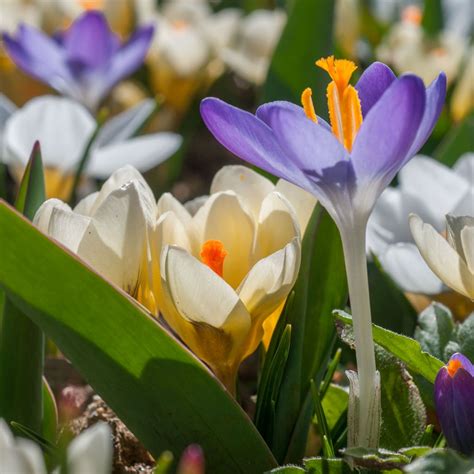 Sam's club has fresh flowers for sale and there are a few different ways to shop. Crocus Bulbs | Item # 5050 Vernal Jewels | For Sale | Bulb ...