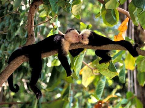 Home » animals » animals in the tropical rainforest. Explore our rainforests | Rainforest animals, Animals ...