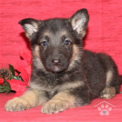 Hi My Name Is Axel And I Am A Stunning Male German Shepherd Puppy I