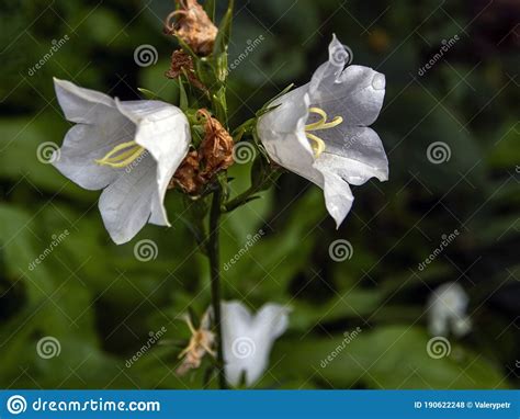 Delicate Flowers White Bells In The Garden Stock Photo Image Of
