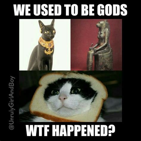 The Best 18 Egyptian Cat God Meme Royaltwesz