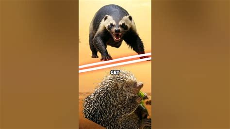 Natures Clash Of The Titans Honey Badger Vs Porcupine Animals