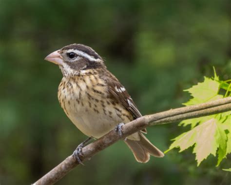 Rose Breasted Grosbeak Feederwatch