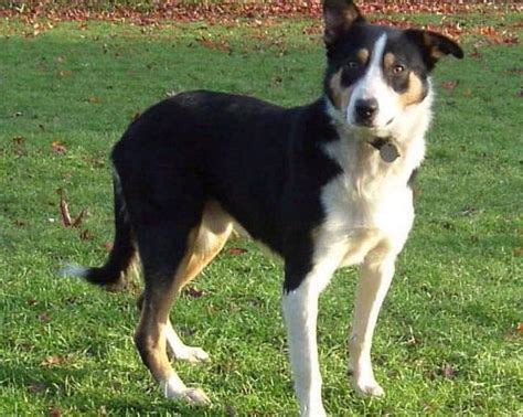 Welsh Sheepdog Photo Welsh Sheepdog Is From Wales United Kingdom The