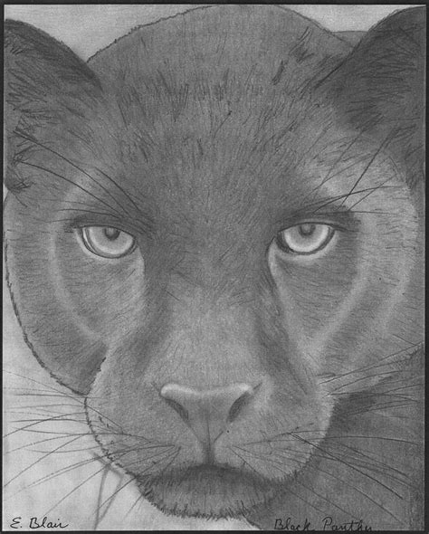 Realistic Black Panther Animal Drawing Rose Mariie