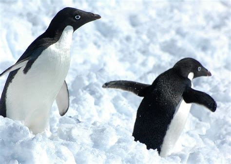 adélie penguin facts lifespan habitat diet and more