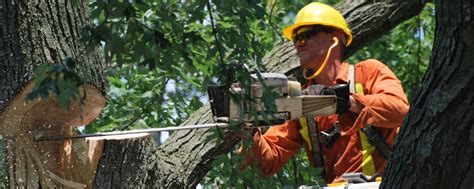 Why Might Tree Removal Melbourne Services Be Perfect For You Blog Master