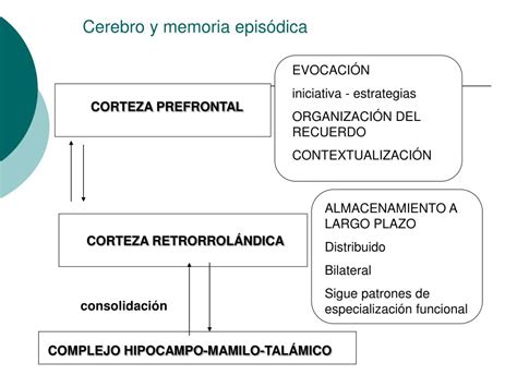 Ppt Neuropsicología De La Memoria Powerpoint Presentation Free