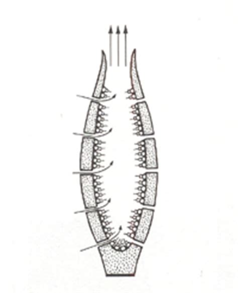 Porifera label this diagram of the sponge and identify the following osculum, estium, collar cells spicule, epidermis cells. Re: Does a living sponge have a digestive system?