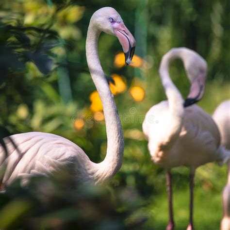 Pink Flamingos Against Green Background Stock Photo Image Of