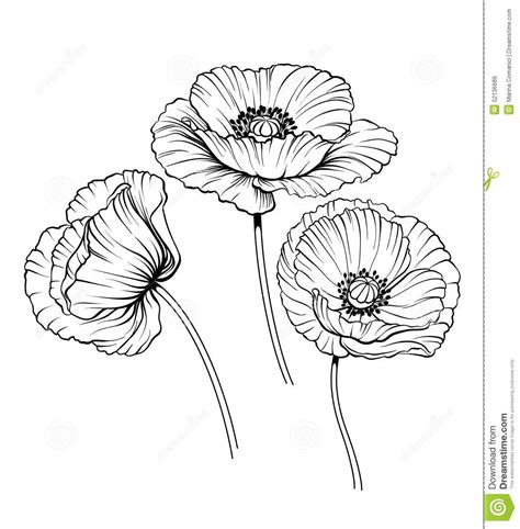 Illustration About Black And White Illustrationt Of A Poppy Flowers