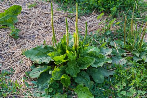 All About Broadleaf Plantain Minneopa Orchards