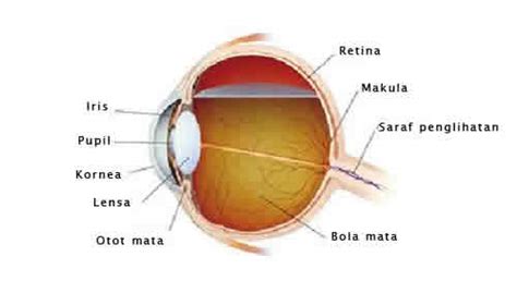 7 Cara Kerja Mata pada Manusia - DosenBiologi.com