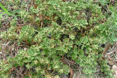 In 2019, 36% of australians over the age of fourteen years had used cannabis in their lifetime and 11.6% had used. Galenia pubescens var. pubescens