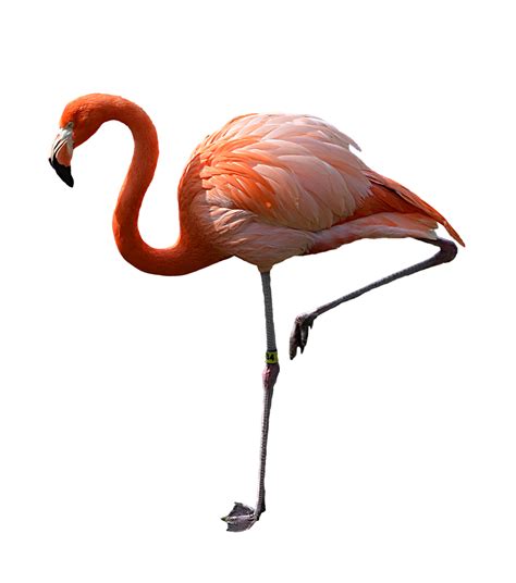 Image du véritable flamingo PNG PNG Mart