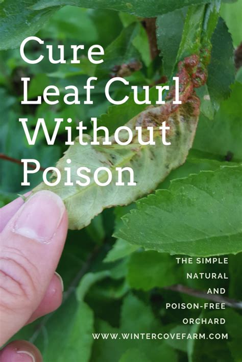 The most common cause of curly leaves in peach and nectarine trees is a fungal disease called—wait for it—leaf curl. Stop Peach Leaf Curl Naturally | Winter Cove Farm | Peach ...