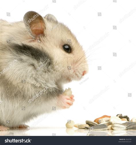 Profile Hamster Eating Front White Background Stock Photo 2522732