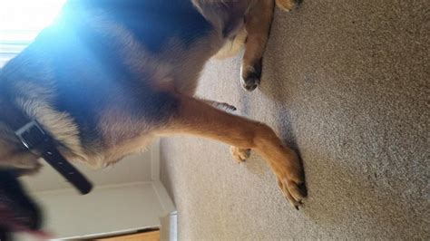 45 Month Old Pup With Downed Pasterns German Shepherd Dog Forums