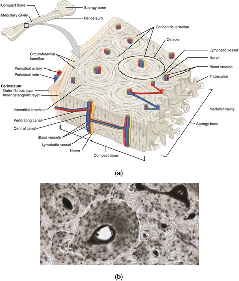 Histology Of Compact Bone Diagram Module 62 Microscopic Structure Of Bone Tissue In