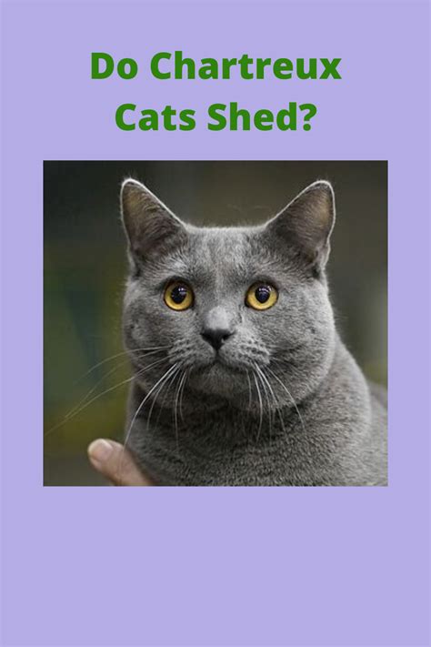 Cat behaviorists say that every cat can be trained to tolerate and even enjoy their nail trims. Do Chartreux Cats Shed?: How to Reduce Cat Hair and Dander ...