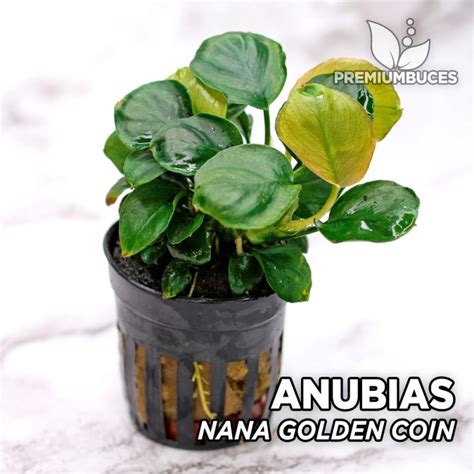 Bucephalandra Catherinae 🛒 Premiumbuces