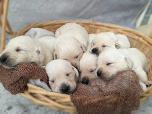 Even with flecks of white in their fur, labrador retrievers often stay young at heart well into old age. Available White Labrador Retriever Puppies for Sale ...