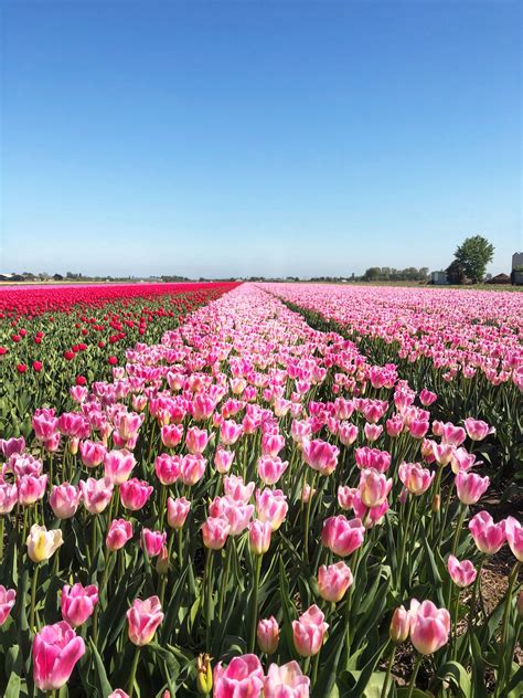 Travel Spotlight Visiting The Tulip Fields In The Netherlands The A
