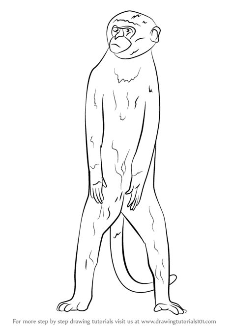How do i draw a monkey sitting down on the ground? Learn How to Draw a Vervet monkey (Primates) Step by Step ...