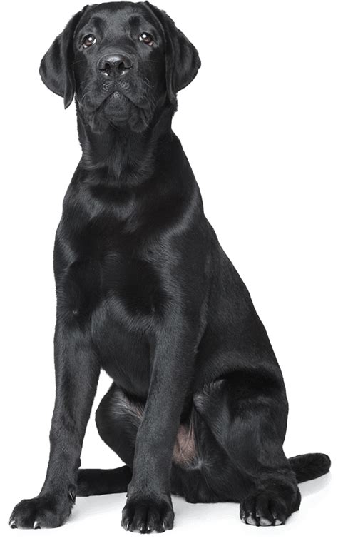 Black Dog Png Clipart Png All Png All