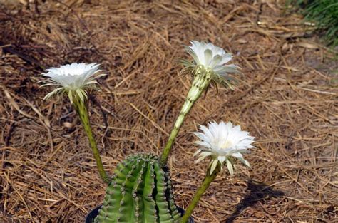 The buck rests with you as the owner to provide just the very essentials and watch the plant what do you think? 132 Types of Cacti (A to Z Photo Database) | Cactus types ...