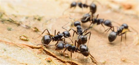 2 تفسير حلم البراز لابن سيرين. ماذا يعني رؤية النمل في المنام | المرسال