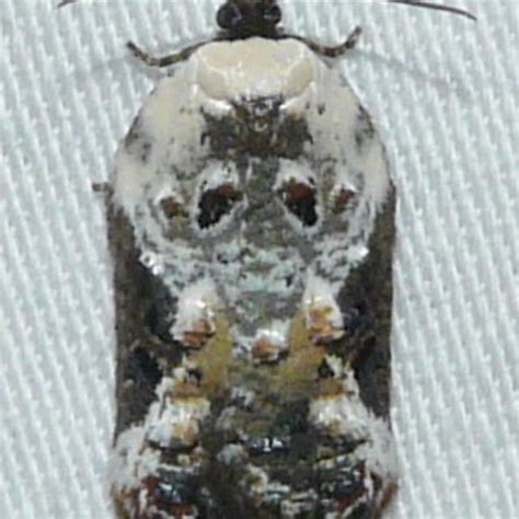 Snowy Shouldered Acleris Moth Acleris Nivisellana Walsingham 1879